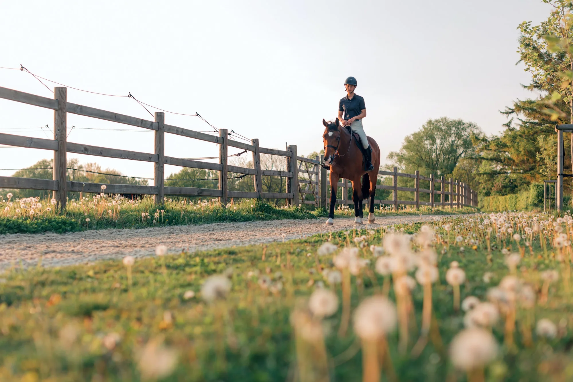 jockey woman rides her horse in the equestrian center